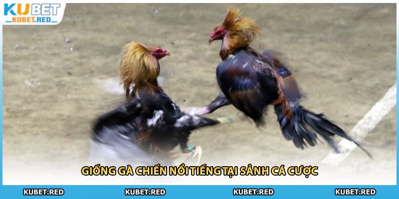 Giống gà chiến nổi tiếng tại sảnh cá cược