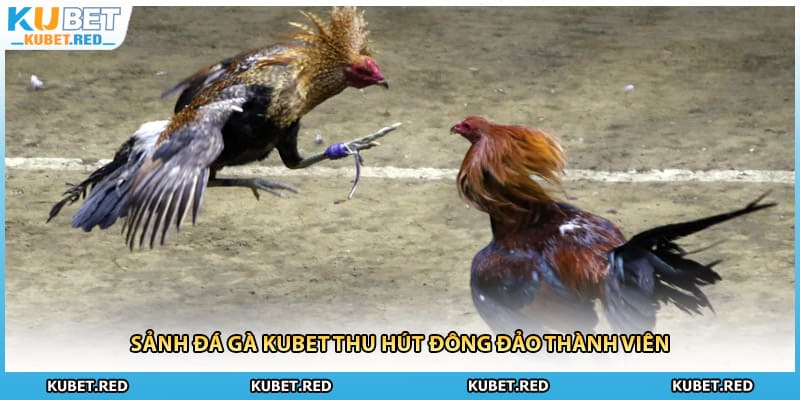 Sảnh đá gà KUBET thu hút đông đảo thành viên